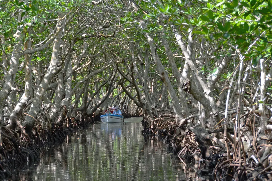 Mangrove tunnel on the east side of Roatan