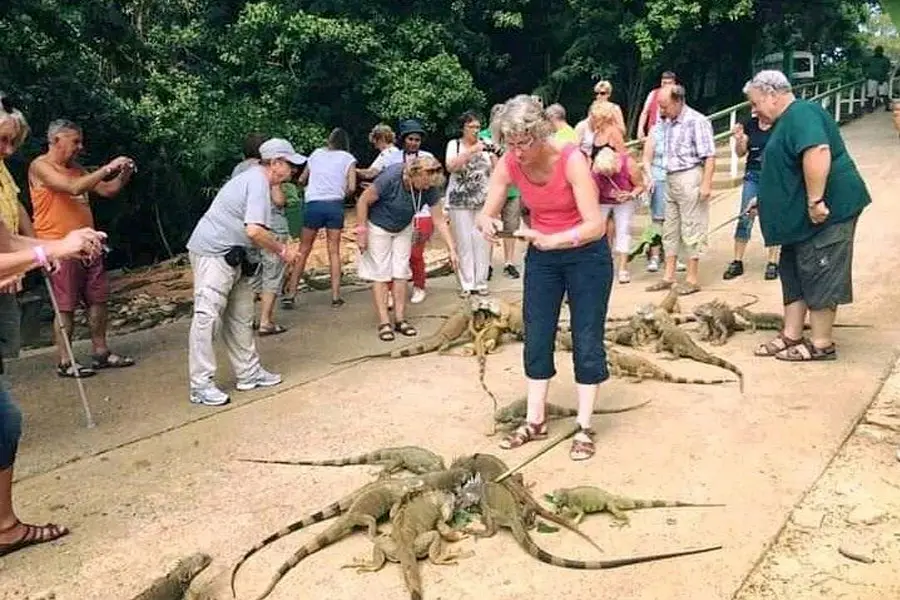 Visitors feeding iguanas at the Iguana Farm in Roatan