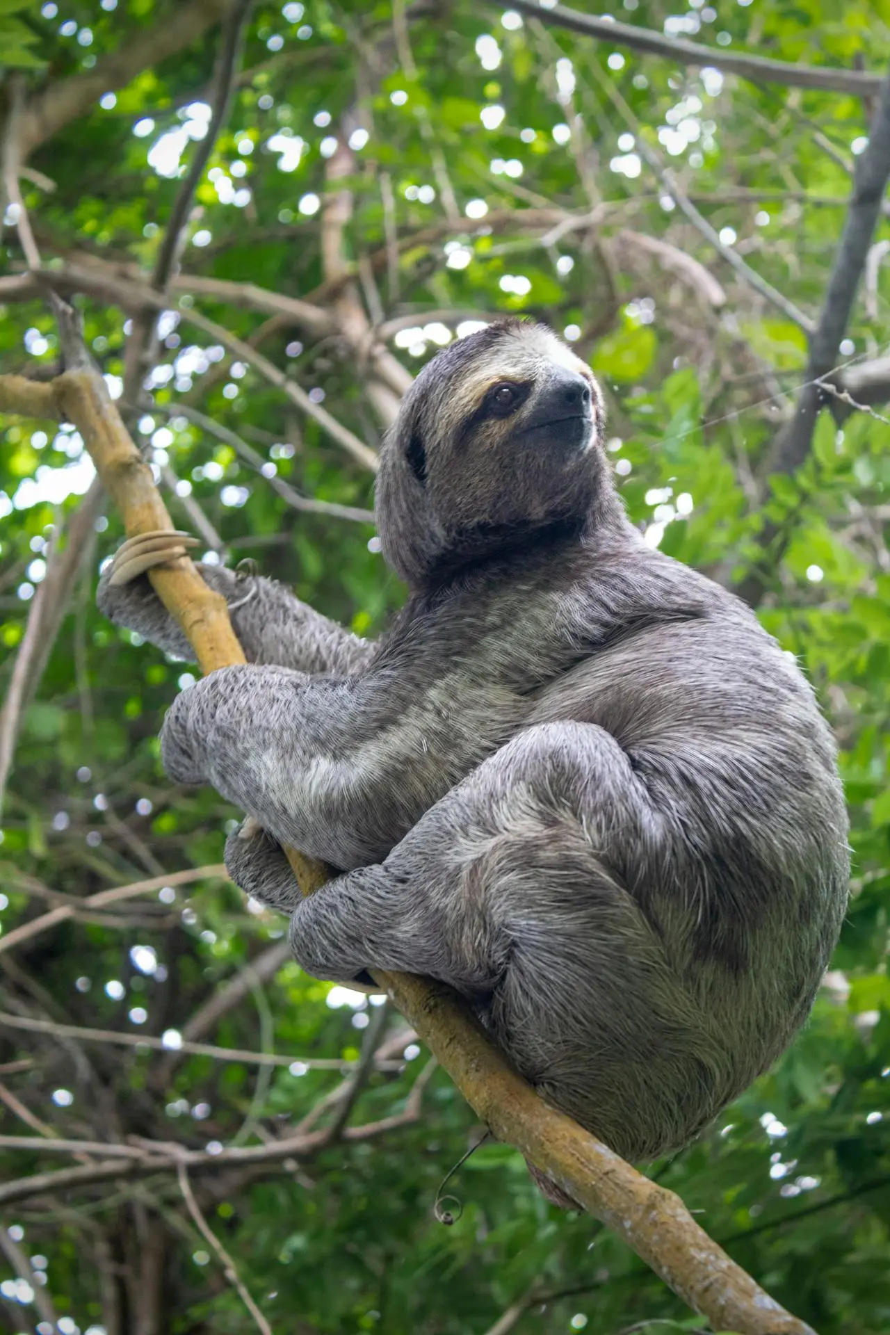 Island Panoramic Tour + Monkeys/Sloths Sanctuary